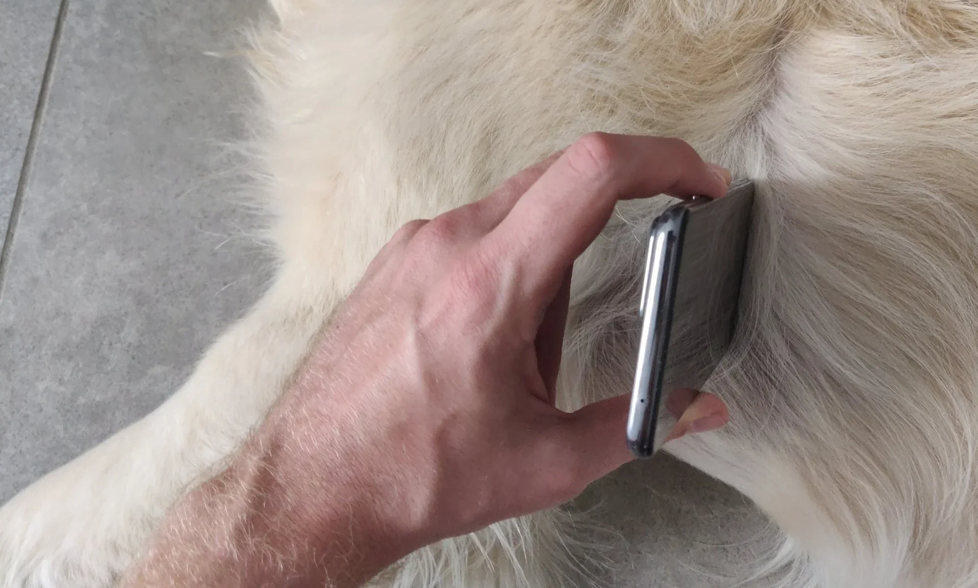 Cambridge startup launches app to monitor pet heart health – Pet Gazette