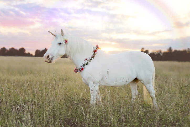 Real white unicorn in field with rainbow