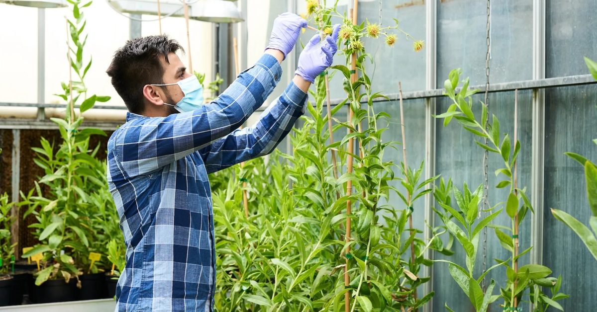 French startup promises more EVs, fewer mines by pulling metals from DAISIES