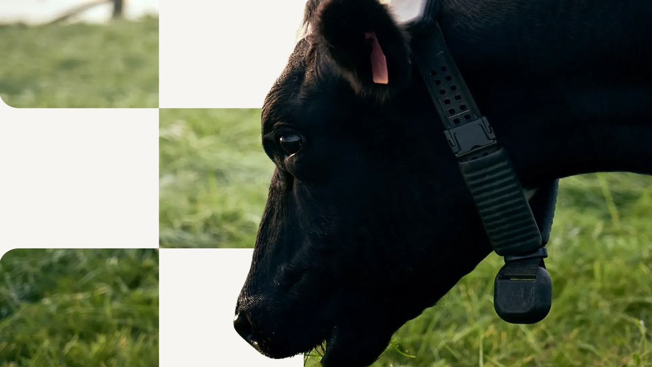 AI cow collar startup Halter raises funding at $2 billion valuation, led by Peter Thiel’s Founders Fund