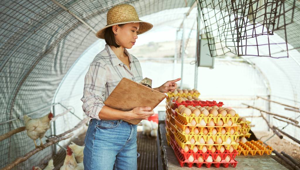 Chicken farm, egg farming, counting