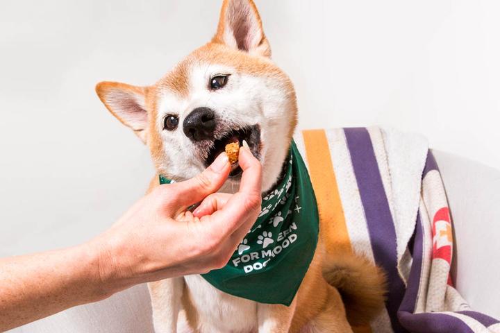 Pet food startups are capitalizing on the new shelter-in-place lifestyle