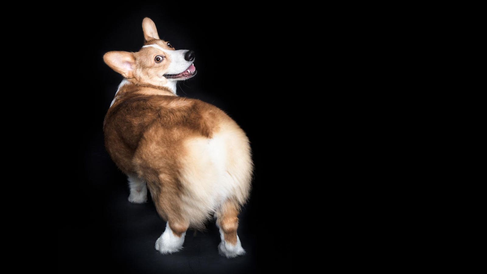 This AI Insurance Company With An All-Night Cafe And Cheeky Corgi Is Now A Unicorn