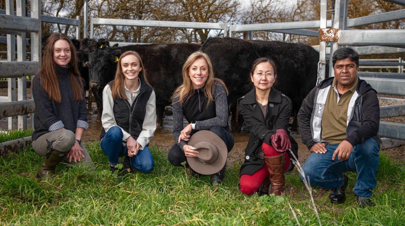 Livestock breathalyser startup musters $5m for AI-powered nose