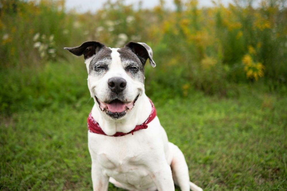 A senior mixed-breed dog with a red bandana around its neck smiling peacefully in a field of grass