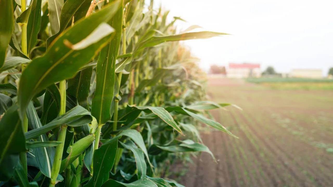 Close up rows of corn with a house in the distance. 