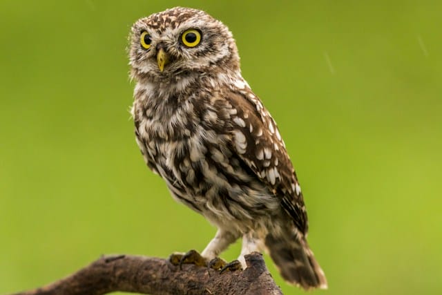 Tidal Ventures leads $5.3m seed round for RedOwl